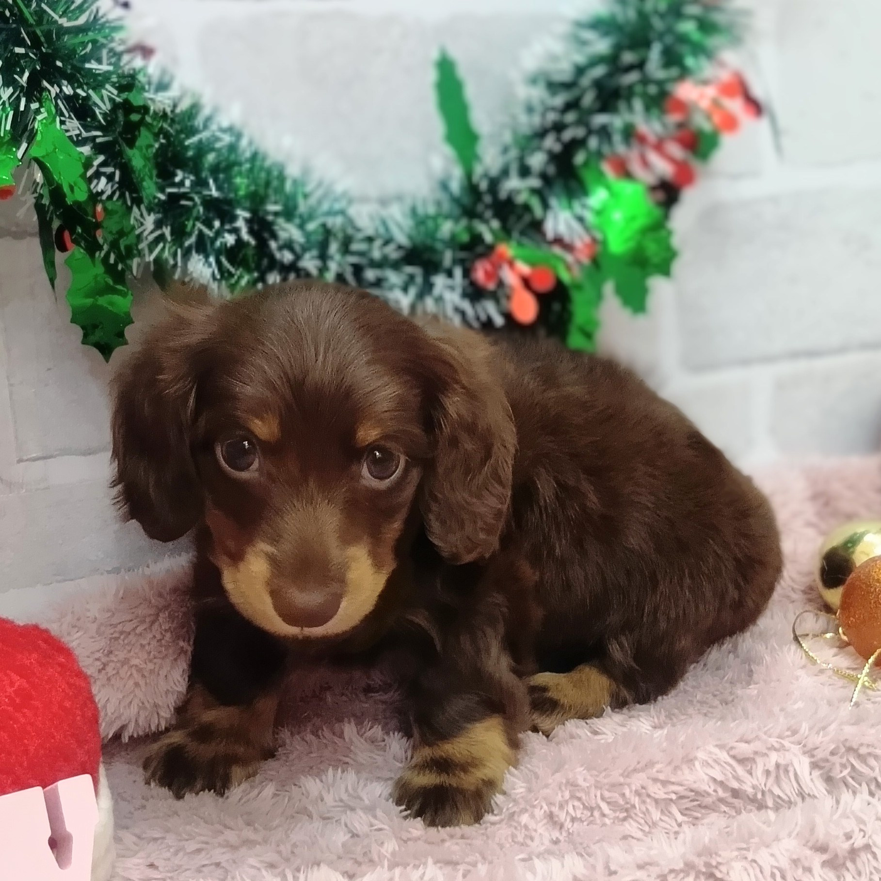 静岡県のミニチュアダックスフンド(ロング) (犬の家＆猫の里プレ葉ウォーク浜北店/2025年10月27日生まれ/男の子/チョコレートタン)の子犬の2枚目の画像