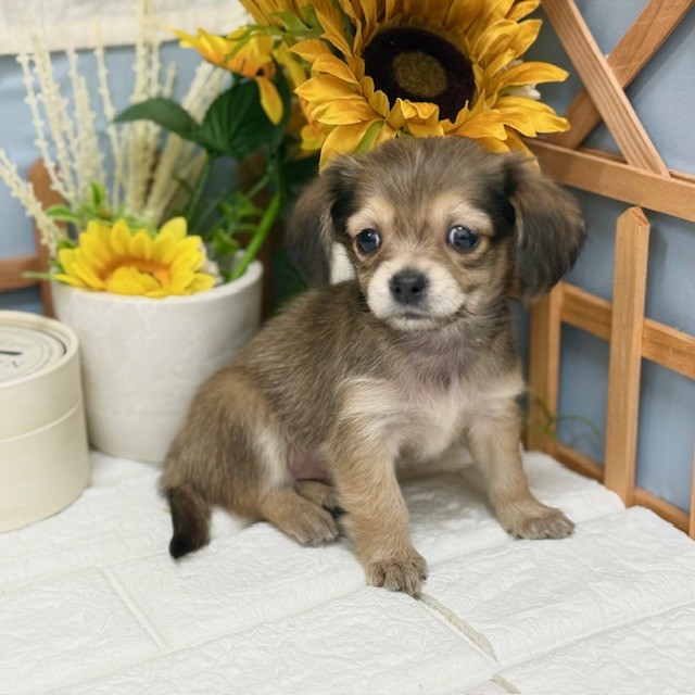 千葉県のチワックス(チワワ×ダックス) (犬の家＆猫の里ワンズモール稲毛店/2025年10月28日生まれ/女の子/レッド)の子犬の1枚目の画像