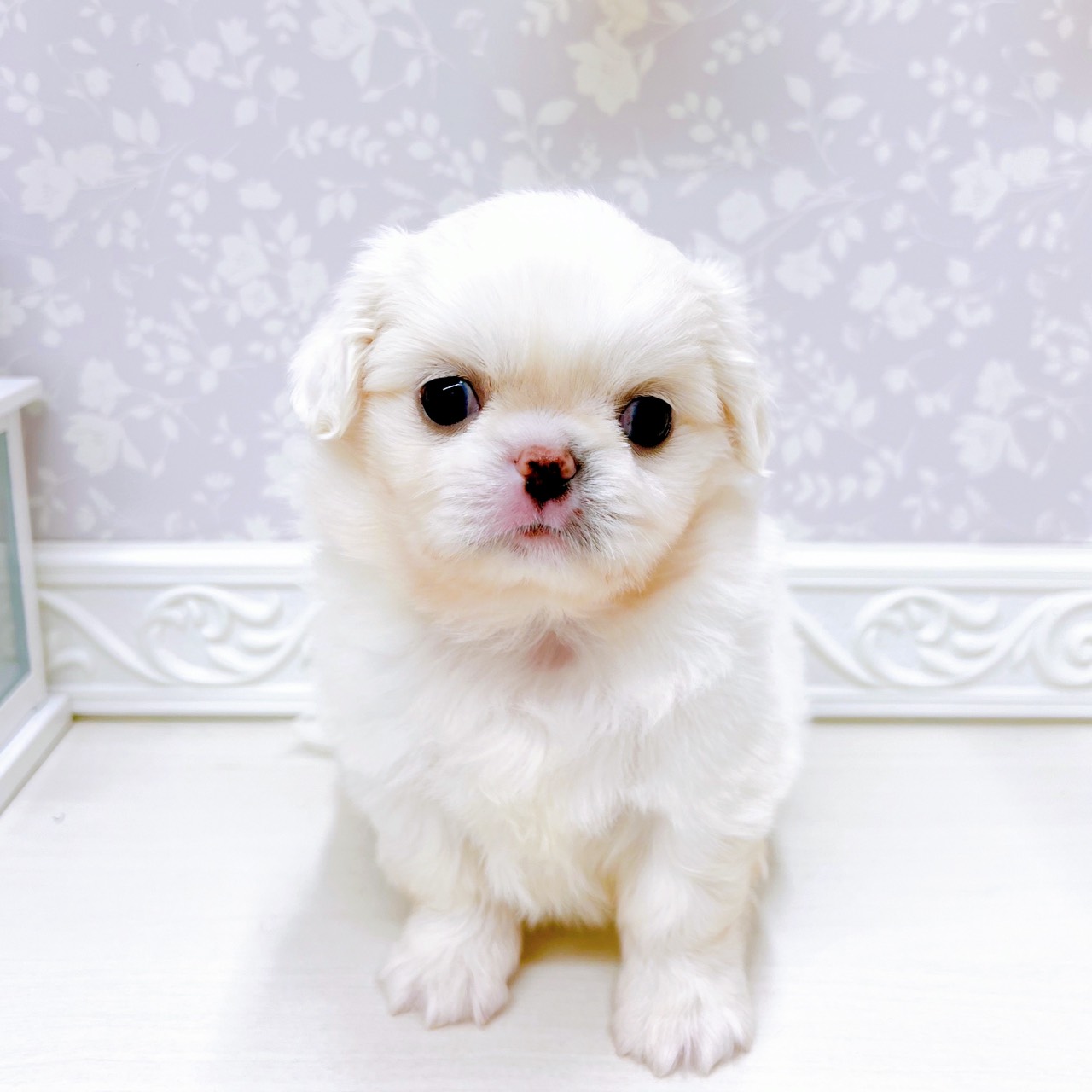 富山県のチワペキ/ペキチー/ペキチワ(チワワ×ペキニーズ) (犬の家＆猫の里アミーゴ山室店/2025年10月26日生まれ/男の子/ホワイト)の子犬