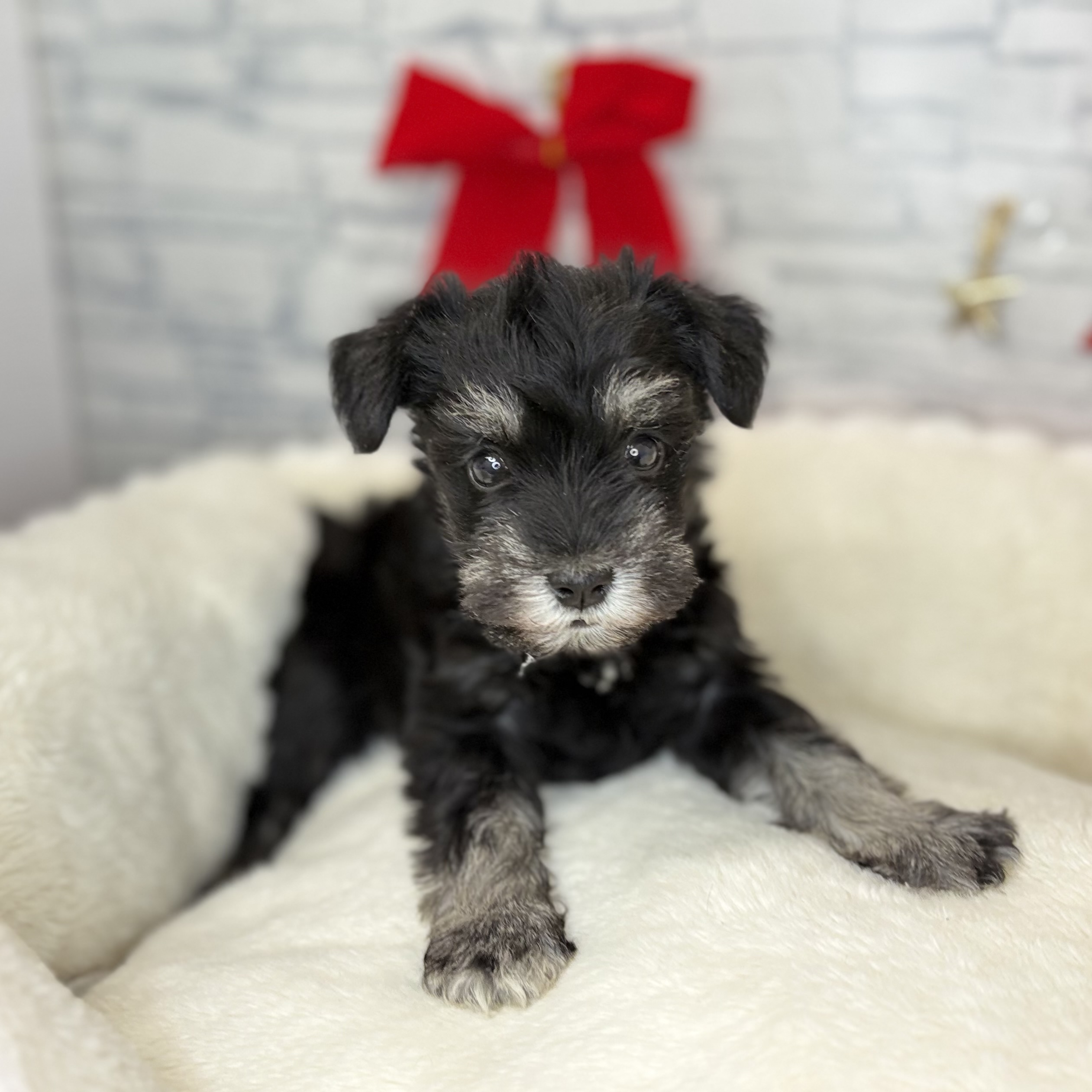 長野県のミニチュアシュナウザー (犬の家＆猫の里長野店/2025年10月27日生まれ/女の子/ブラックシルバー)の子犬の1枚目の画像