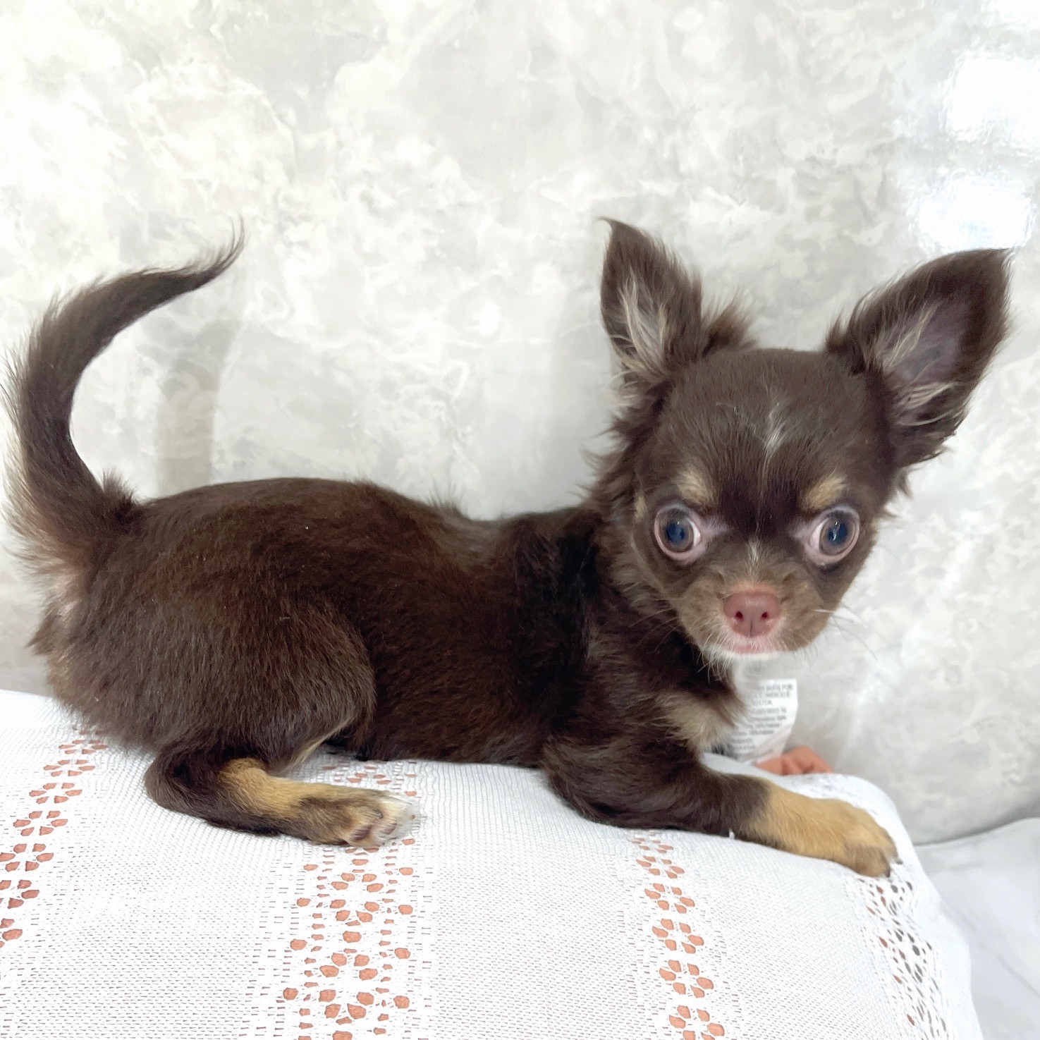 福岡県のチワワ(ロング) (犬の家＆猫の里くりえいと宗像店/2025年10月26日生まれ/女の子/チョコレートタンホワイト)の子犬の2枚目の画像