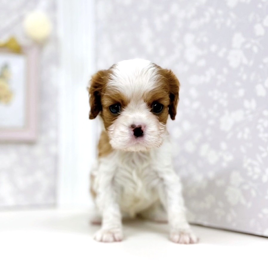富山県のキャバリアキングチャールズスパニエル (犬の家＆猫の里アミーゴ高岡蓮花寺店/2025年10月28日生まれ/女の子/ブレンハイム)の子犬