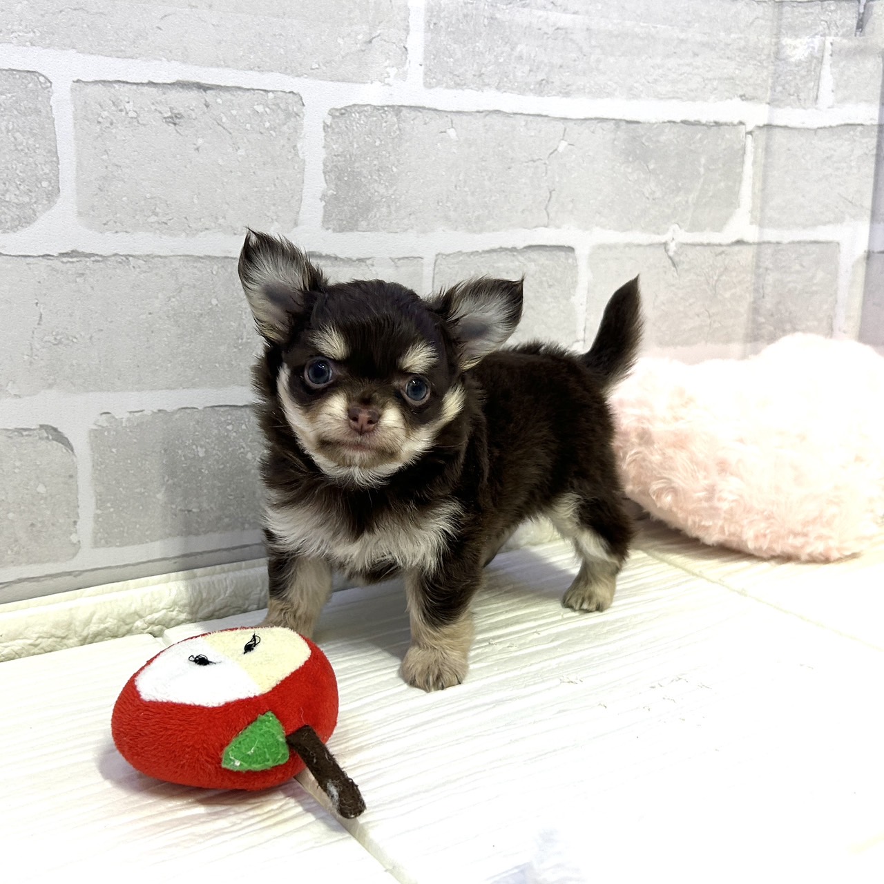 愛知県のチワワ(ロング) (犬の家＆猫の里岡崎店/2025年10月27日生まれ/男の子/チョコレートタンホワイト)の子犬の2枚目の画像