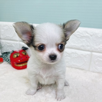 静岡県のチワワ(ロング) (犬の家＆猫の里マークイズ静岡店/2025年10月26日生まれ/男の子/パーティーカラー)の子犬の2枚目の画像