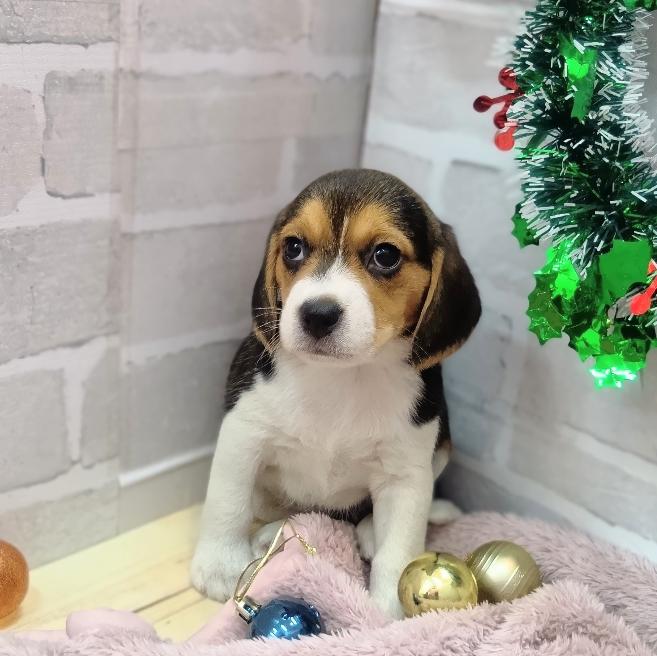 静岡県のビーグル (犬の家＆猫の里プレ葉ウォーク浜北店/2025年10月25日生まれ/女の子/ブラックタンホワイト)の子犬の2枚目の画像