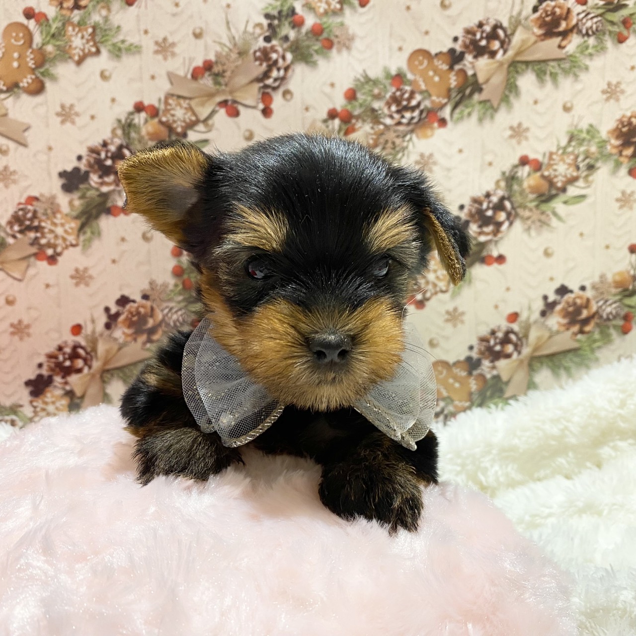 長野県のヨークシャーテリア (犬の家＆猫の里カインズ梓川店/2025年10月25日生まれ/男の子/スチールブルータン)の子犬の2枚目の画像