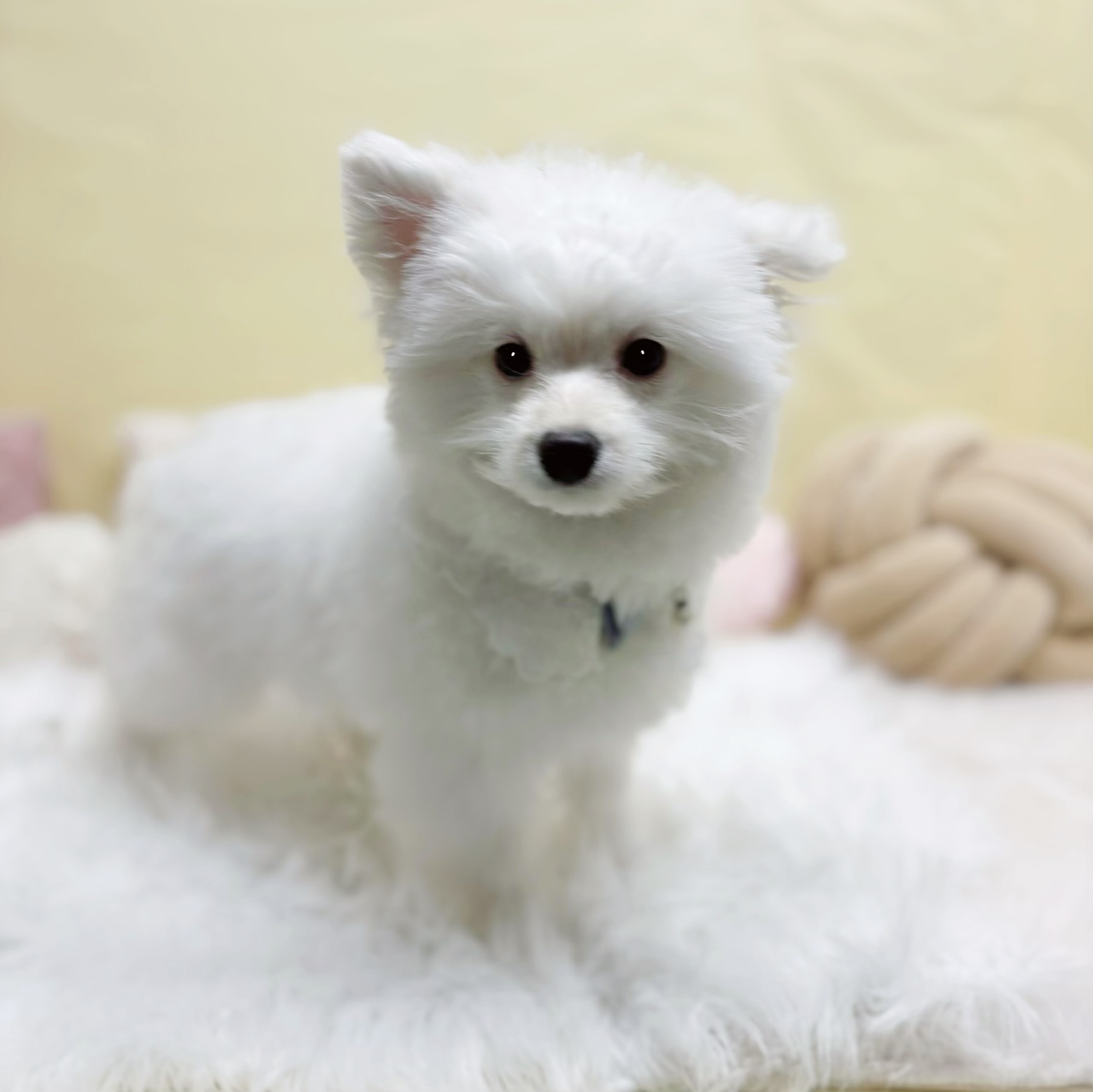 神奈川県のポメプー(ポメラニアン×プードル) (犬の家＆猫の里元住吉ブレーメン通り店/2025年10月28日生まれ/男の子/ホワイト)の子犬の1枚目の画像