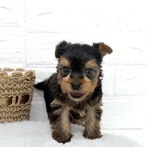 愛知県のヨークシャーテリア (犬の家＆猫の里豊川インター店/2025年10月25日生まれ/男の子/スチールブルータン)の子犬の1枚目の画像