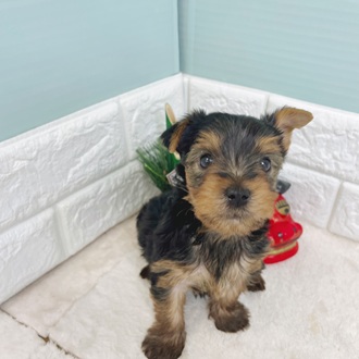 静岡県のヨークシャーテリア (犬の家＆猫の里マークイズ静岡店/2025年10月25日生まれ/男の子/スチールブルータン)の子犬の2枚目の画像