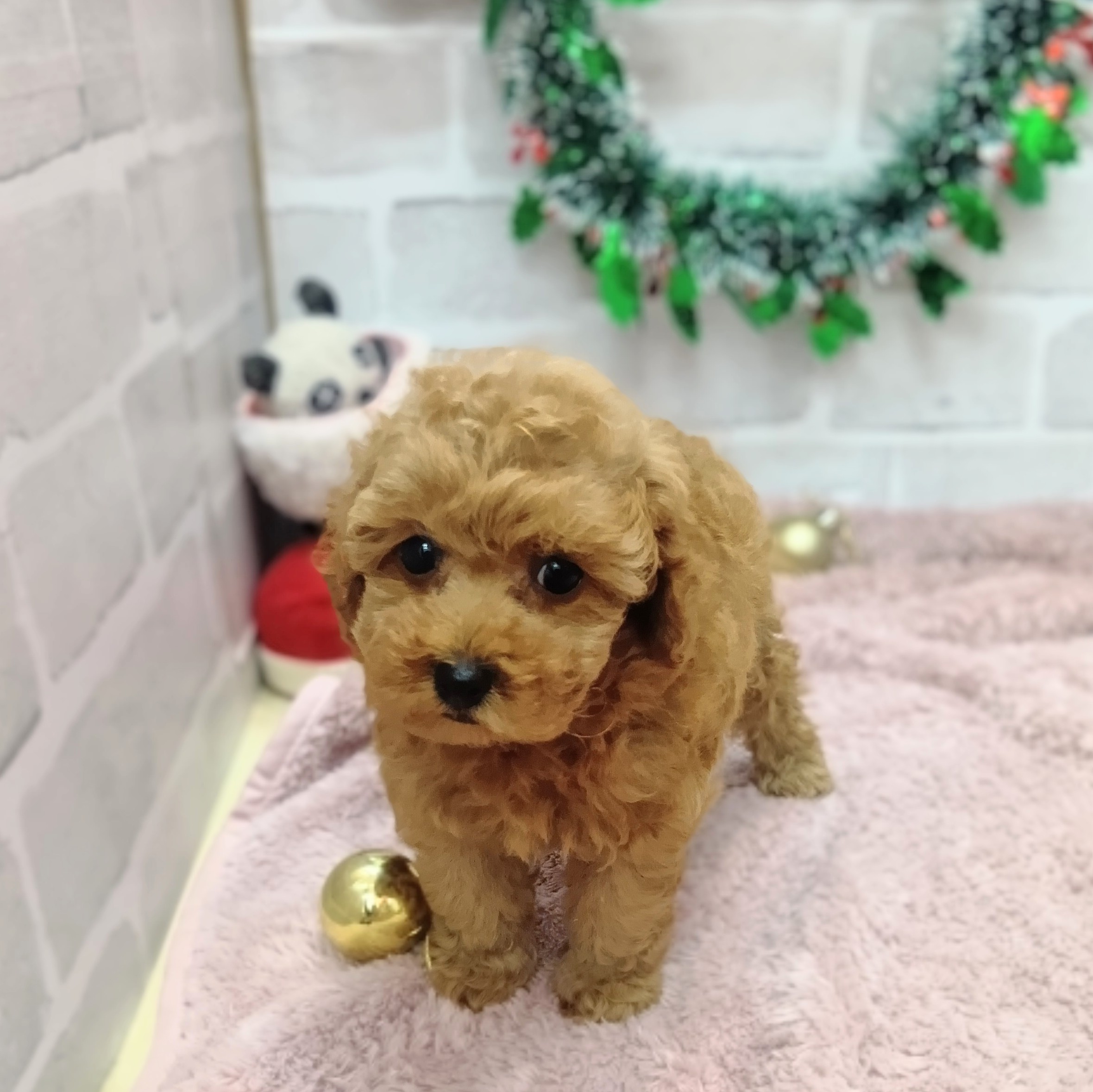 静岡県のトイプードル(トイ) (犬の家＆猫の里プレ葉ウォーク浜北店/2025年10月26日生まれ/男の子/レッド)の子犬の2枚目の画像