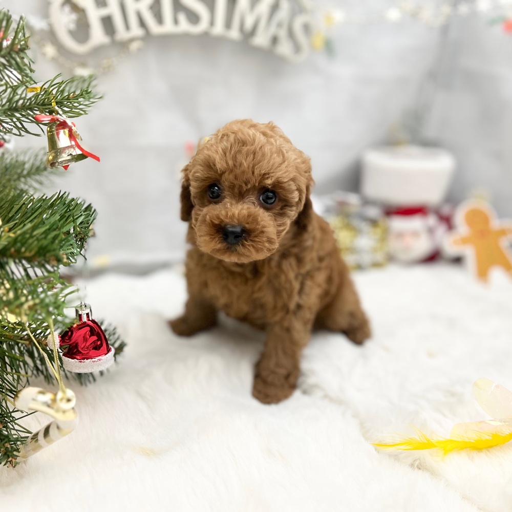 静岡県のトイプードル(トイ) (犬の家＆猫の里MEGAドン・キホーテ袋井店/2025年10月26日生まれ/男の子/レッド)の子犬の1枚目の画像