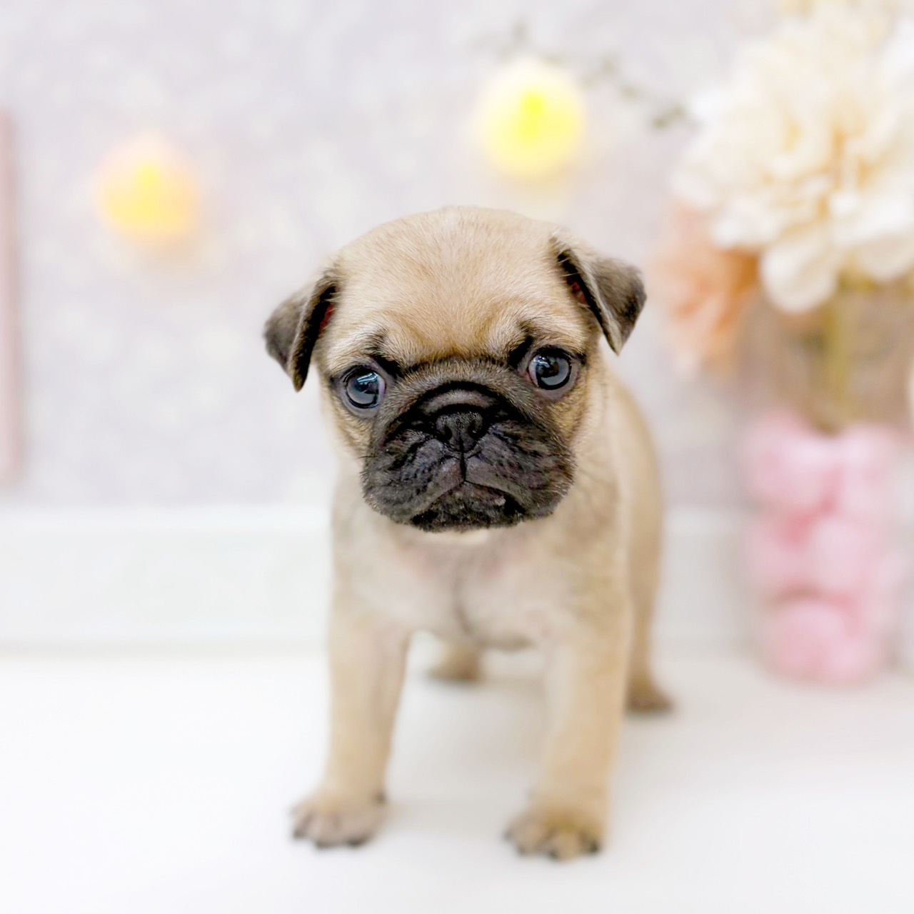 富山県のパグ (犬の家＆猫の里富山店/2025年10月28日生まれ/男の子/フォーン)の子犬