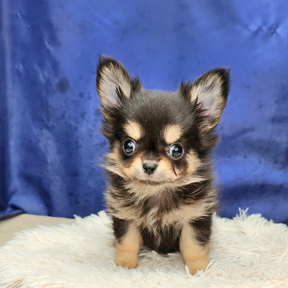 チワワ（ロング）男の子の写真