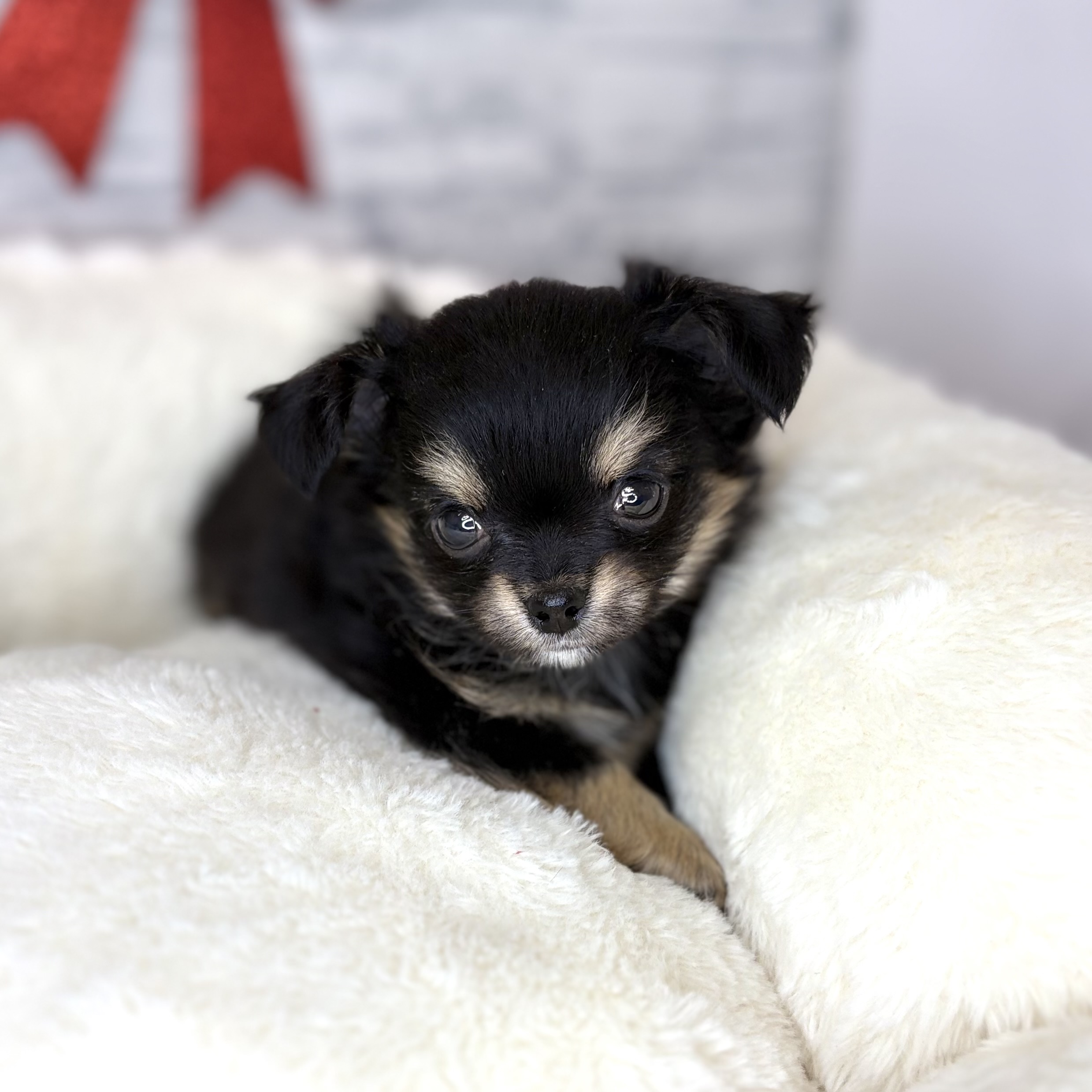 長野県のチワワ(ロング) (犬の家＆猫の里長野店/2025年10月27日生まれ/女の子/ブラックタン)の子犬の1枚目の画像