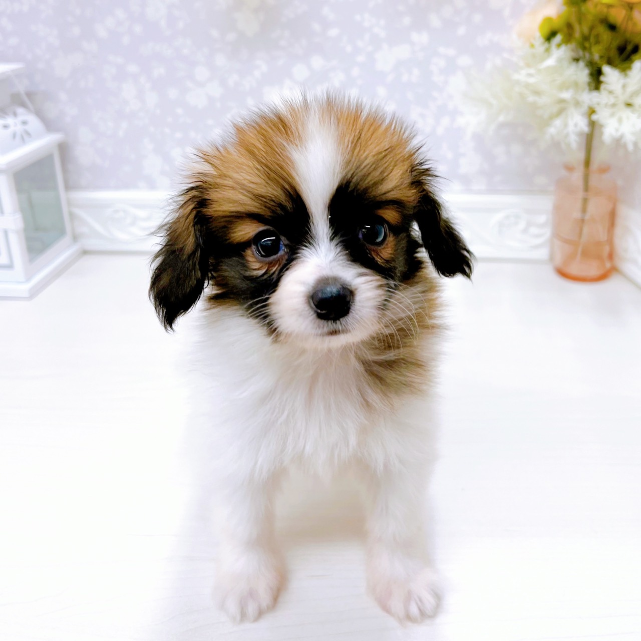 富山県のパピヨン (犬の家＆猫の里アミーゴ山室店/2025年10月28日生まれ/男の子/ホワイトブラウン)の子犬