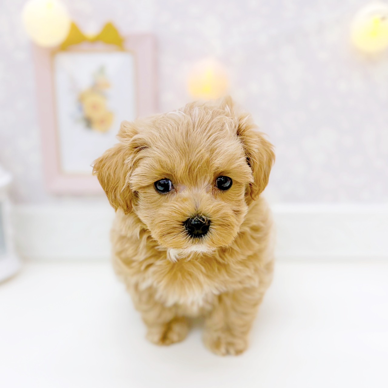 富山県のマルプー(マルチーズ×プードル) (犬の家＆猫の里富山店/2025年10月27日生まれ/男の子/クリームホワイト)の子犬の2枚目の画像