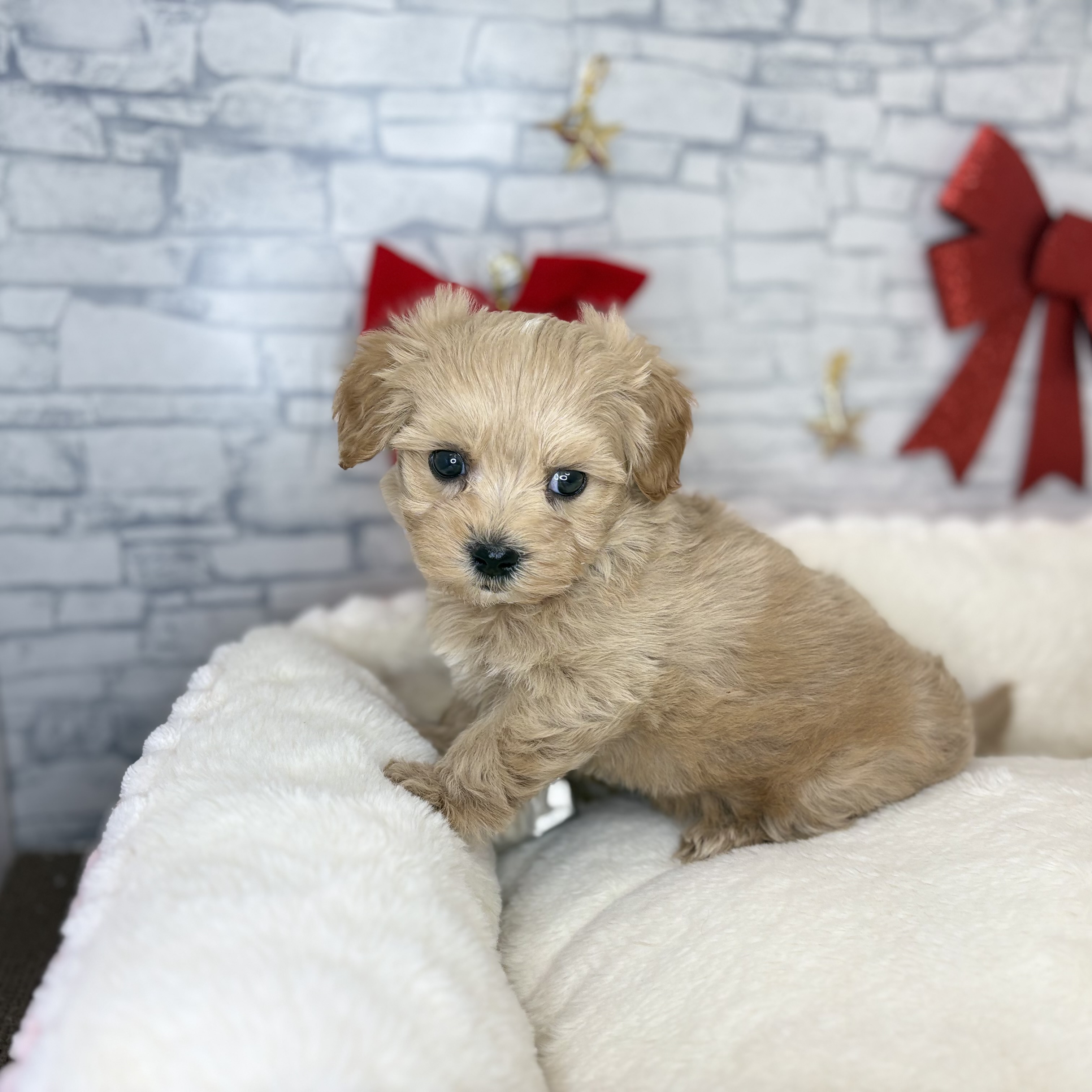 長野県のマルプー(マルチーズ×プードル) (犬の家＆猫の里長野店/2025年10月27日生まれ/男の子/クリームホワイト)の子犬の2枚目の画像