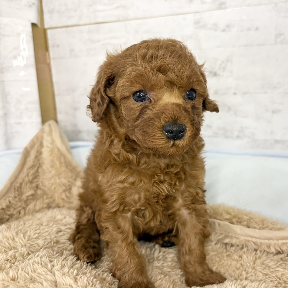 長野県のトイプードル(トイ) (犬の家＆猫の里塩尻店/2025年10月28日生まれ/女の子/レッド)の子犬の2枚目の画像