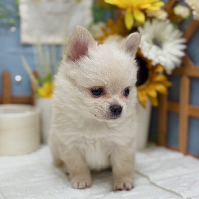 千葉県のポメチワ/チワポメ/ポメチー(ポメラニアン×チワワ) (犬の家＆猫の里ワンズモール稲毛店/2025年10月28日生まれ/男の子/クリーム)の子犬の2枚目の画像