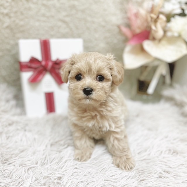 静岡県のマルプー(マルチーズ×プードル) (犬の家＆猫の里藤枝店/2025年10月27日生まれ/男の子/クリームホワイト)の子犬の1枚目の画像