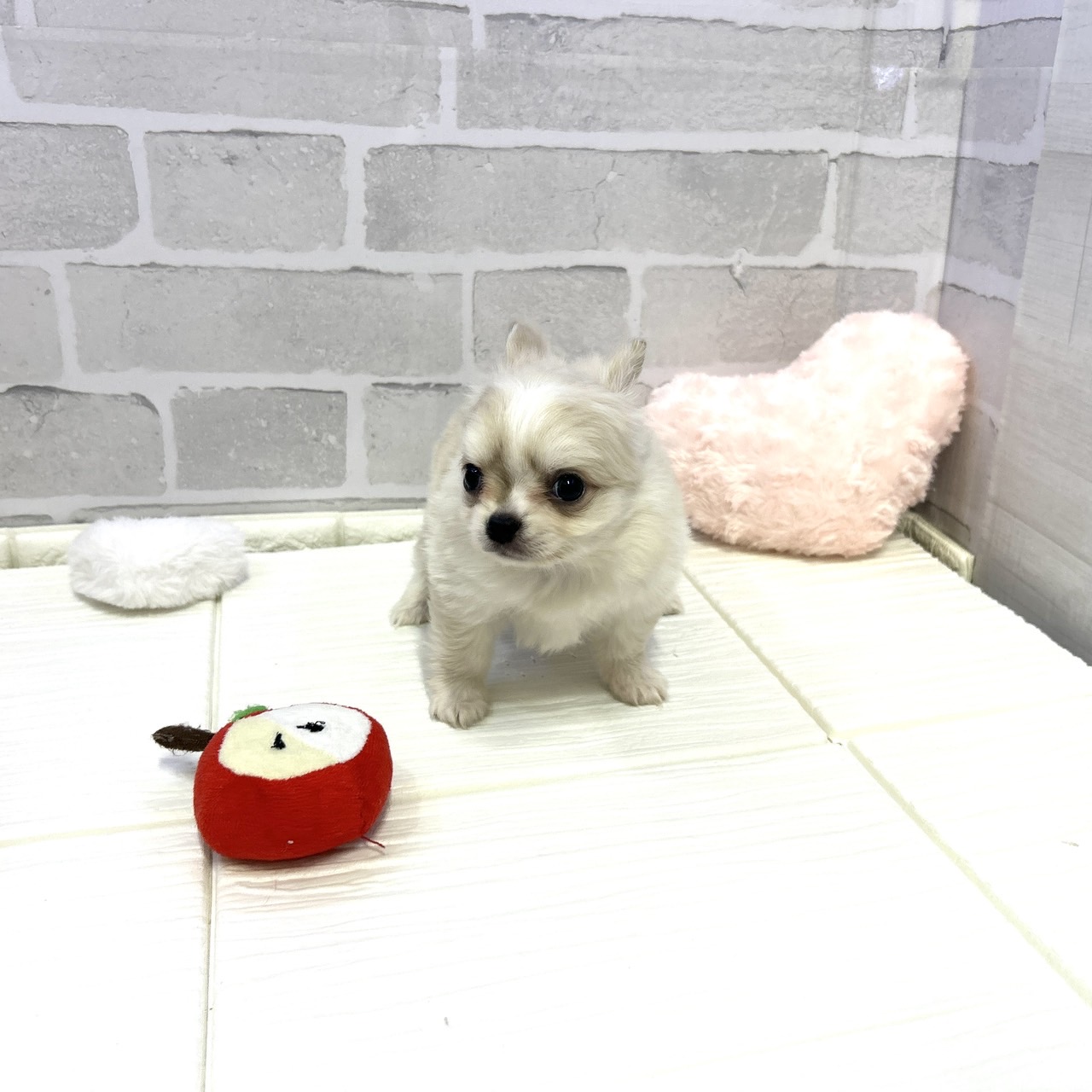 愛知県のポメチワ/チワポメ/ポメチー(ポメラニアン×チワワ) (犬の家＆猫の里岡崎店/2025年10月28日生まれ/男の子/クリームホワイト)の子犬の2枚目の画像