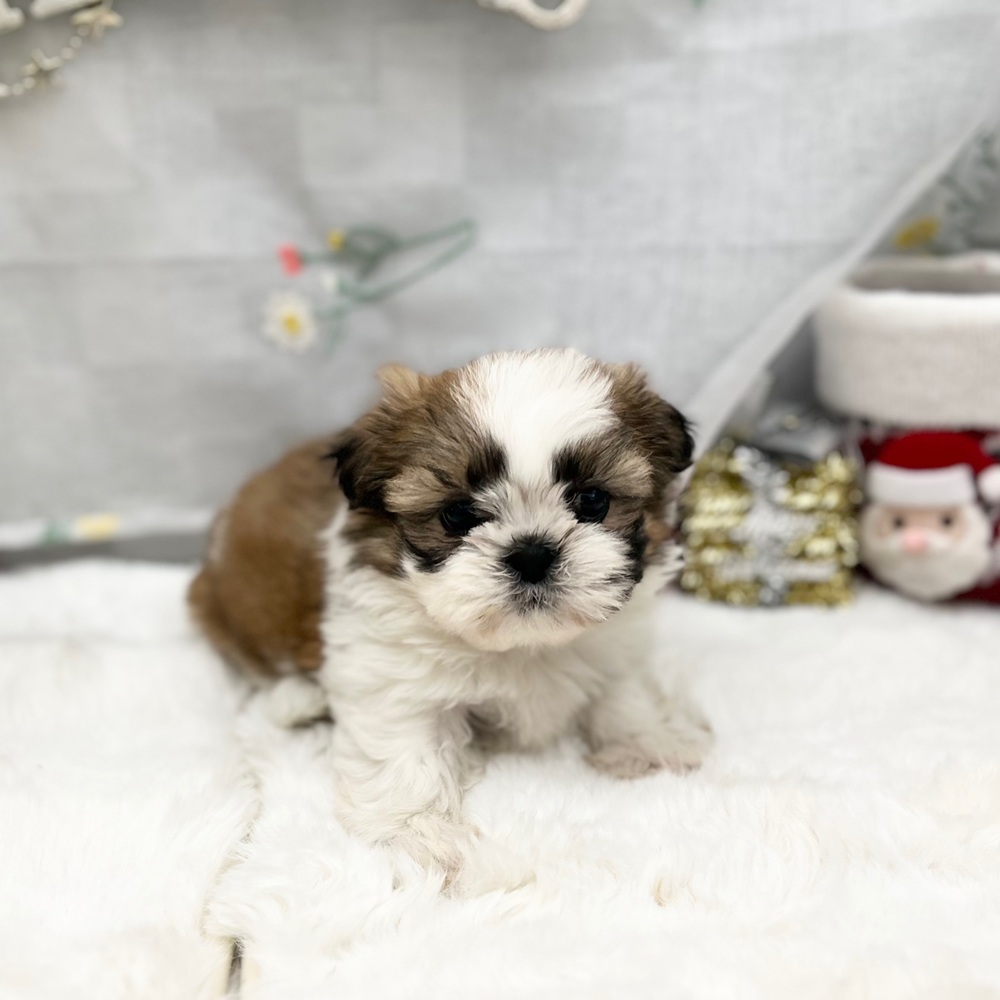 静岡県のシーズー (犬の家＆猫の里MEGAドン・キホーテ袋井店/2025年10月27日生まれ/女の子/ゴールドホワイト)の子犬の2枚目の画像