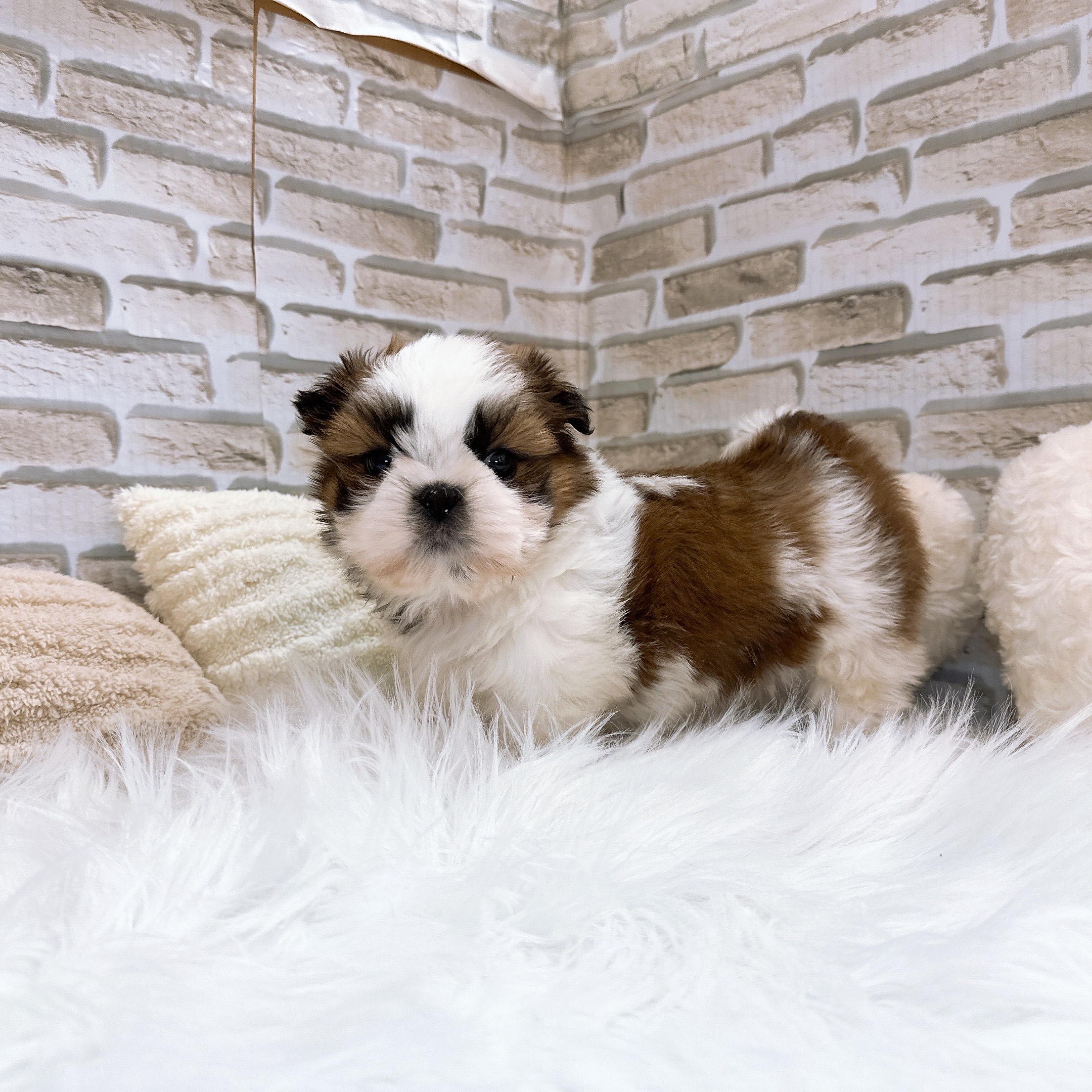 神奈川県のシーズー (犬の家＆猫の里モザイクモール港北店/2025年10月27日生まれ/男の子/ゴールドホワイト)の子犬の2枚目の画像