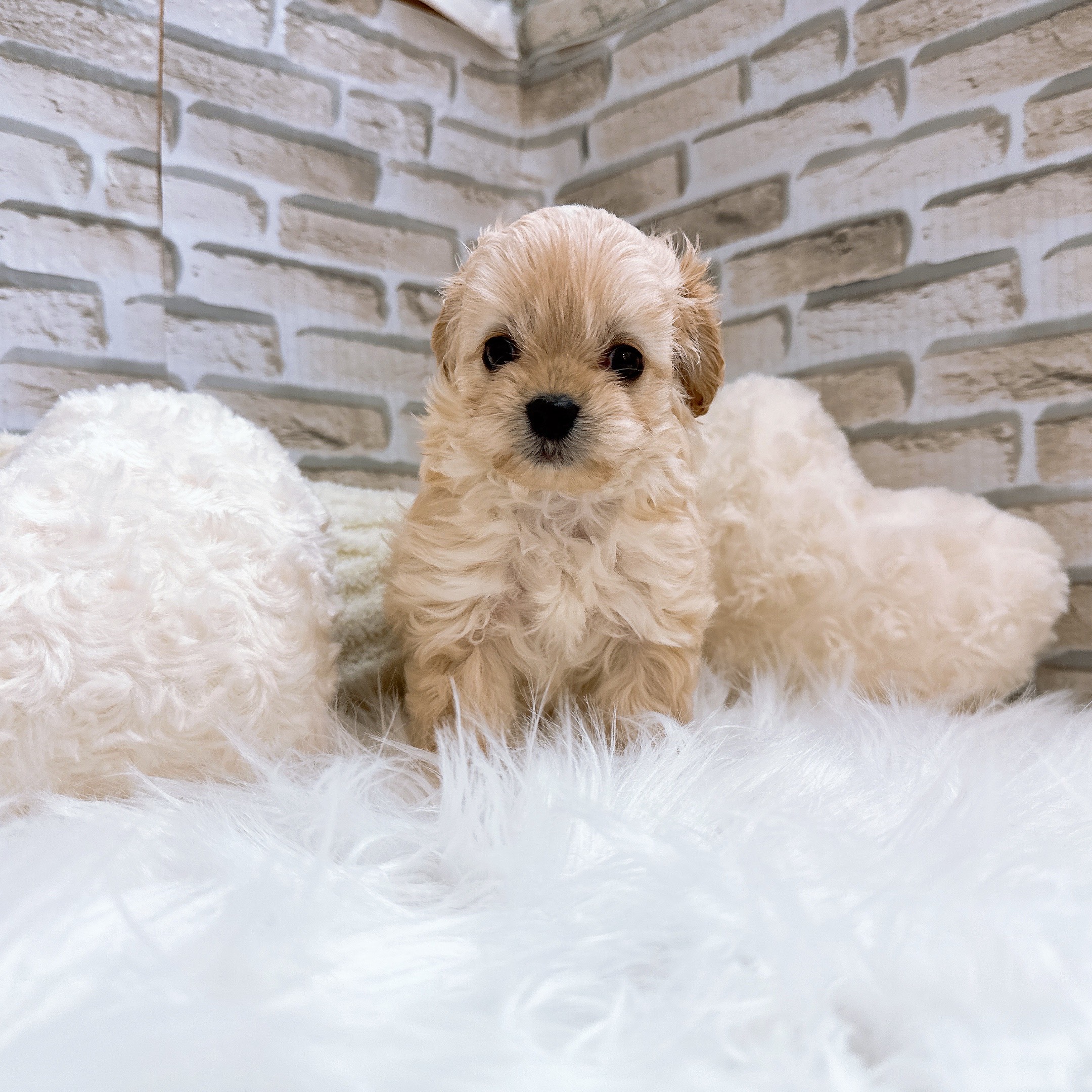 神奈川県のマルプー(マルチーズ×プードル) (犬の家＆猫の里モザイクモール港北店/2025年10月27日生まれ/男の子/アプリコット)の子犬の2枚目の画像