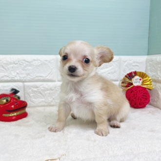 静岡県のチワックス(チワワ×ダックス) (犬の家＆猫の里マークイズ静岡店/2025年10月24日生まれ/女の子/クリーム)の子犬の2枚目の画像