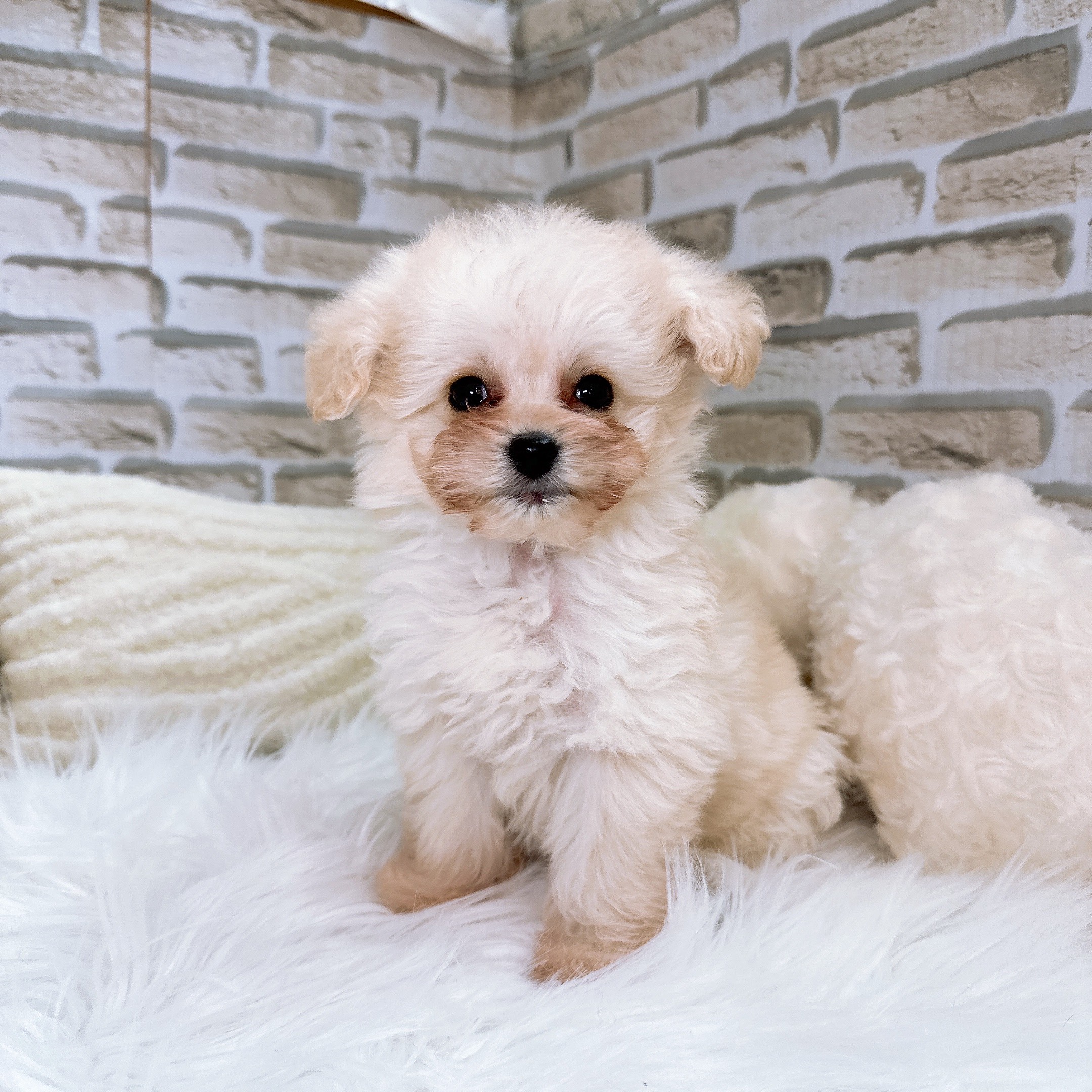 神奈川県のポメプー(ポメラニアン×プードル) (犬の家＆猫の里モザイクモール港北店/2025年10月26日生まれ/女の子/ホワイト)の子犬の2枚目の画像