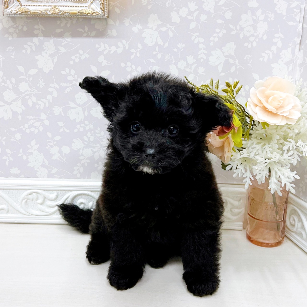 富山県のポメプー(ポメラニアン×プードル) (犬の家＆猫の里アミーゴ山室店/2025年10月26日生まれ/女の子/ブラック)の子犬