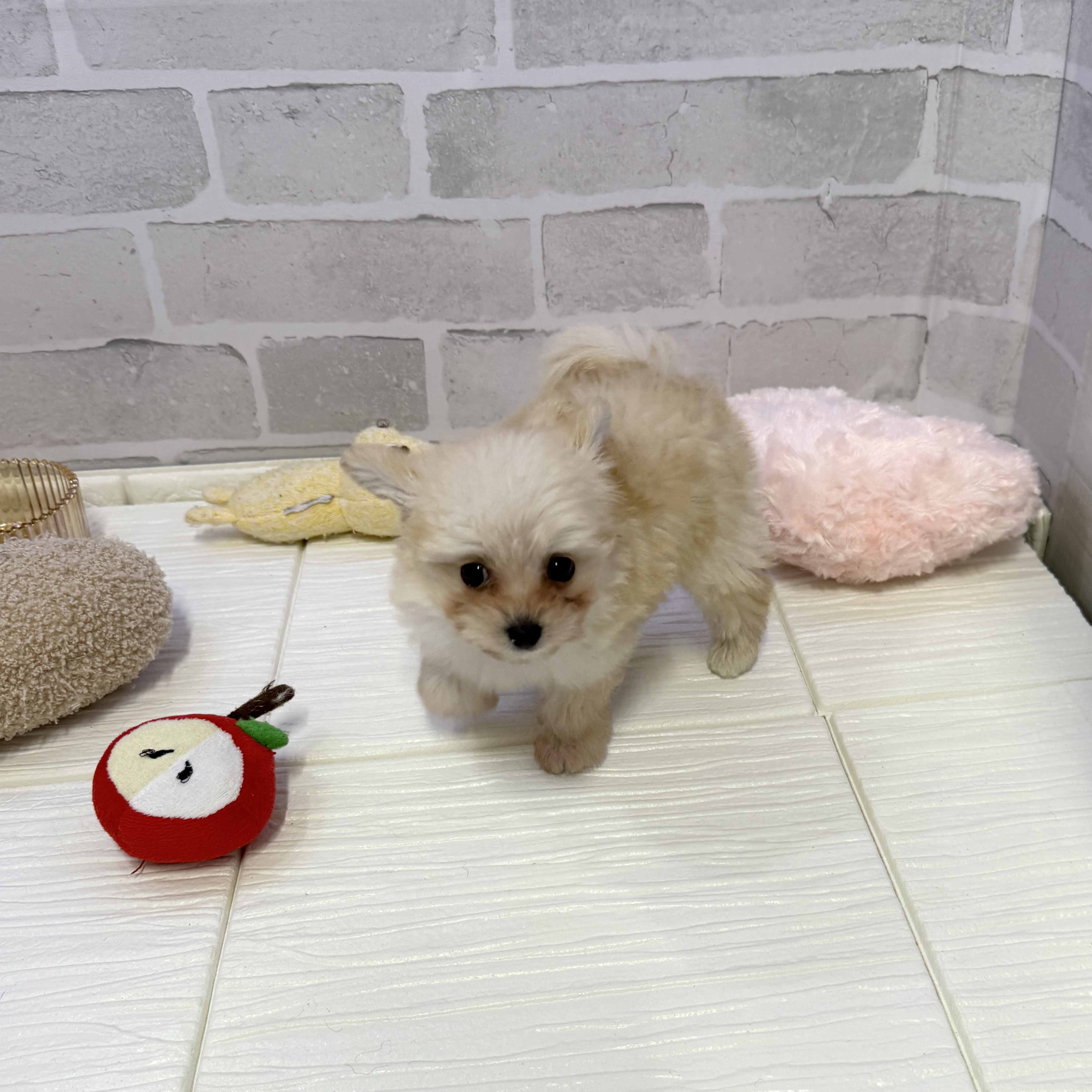 愛知県のポメプー(ポメラニアン×プードル) (犬の家＆猫の里岡崎店/2025年10月26日生まれ/女の子/ホワイト)の子犬の2枚目の画像