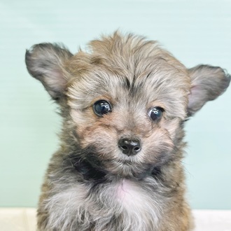 静岡県のポメプー(ポメラニアン×プードル) (犬の家＆猫の里マークイズ静岡店/2025年10月26日生まれ/女の子/フォーン)の子犬の2枚目の画像