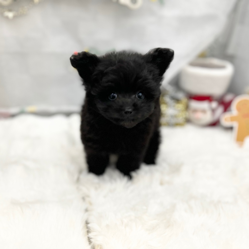 静岡県のポメプー(ポメラニアン×プードル) (犬の家＆猫の里MEGAドン・キホーテ袋井店/2025年10月26日生まれ/女の子/ブラック)の子犬の2枚目の画像