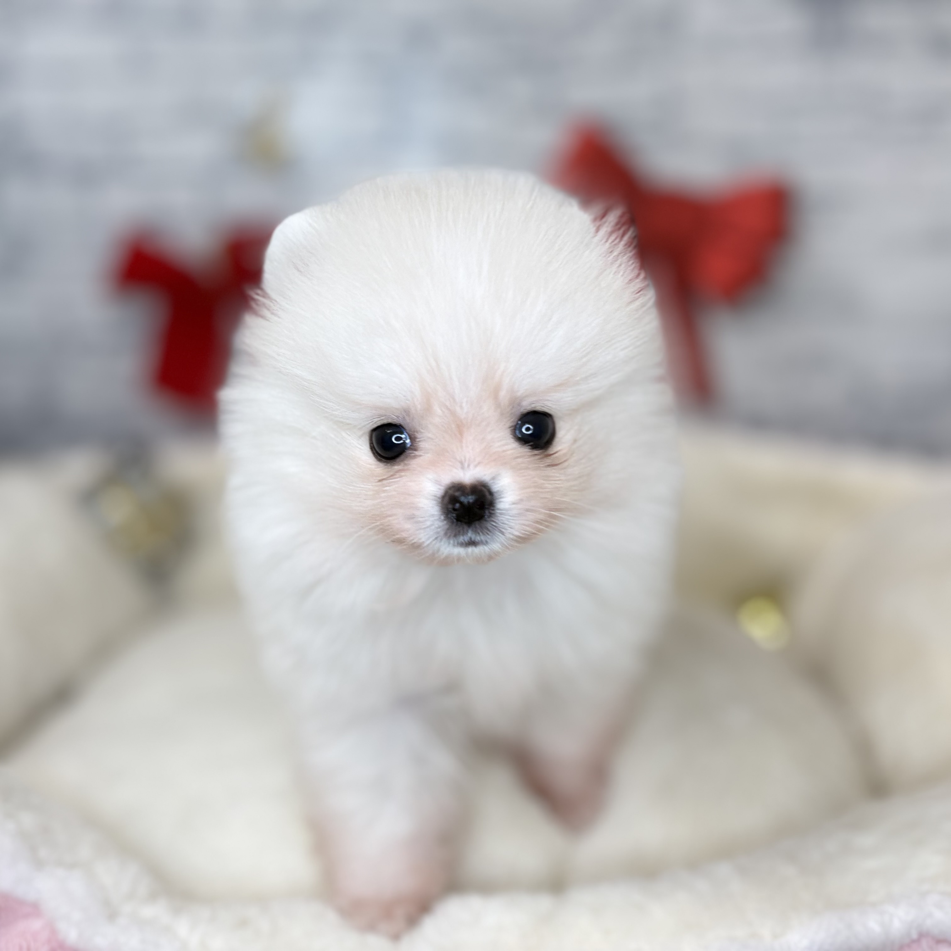 長野県のポメラニアン (犬の家＆猫の里長野店/2025年10月28日生まれ/女の子/クリーム)の子犬の1枚目の画像