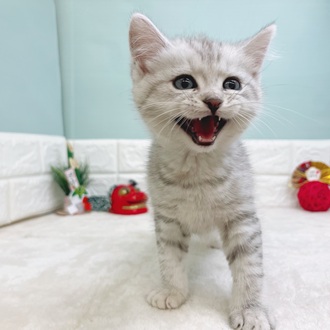 静岡県のマンチカン (犬の家＆猫の里マークイズ静岡店/2025年10月27日生まれ/男の子/シルバータビー)の子猫の2枚目の画像