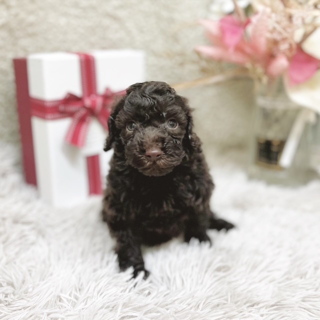 静岡県のトイプードル(トイ) (犬の家＆猫の里藤枝店/2025年10月27日生まれ/女の子/ブラウン)の子犬の1枚目の画像