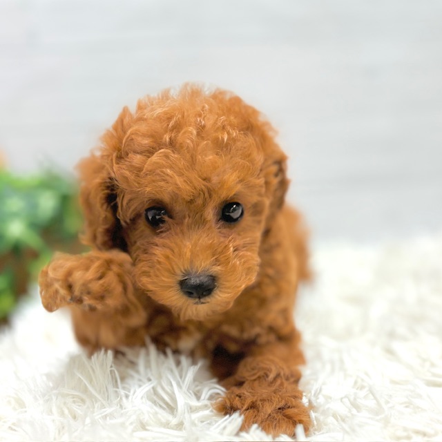 愛知県のトイプードル(トイ) (犬の家＆猫の里豊田店/2025年10月26日生まれ/女の子/レッド)の子犬の2枚目の画像