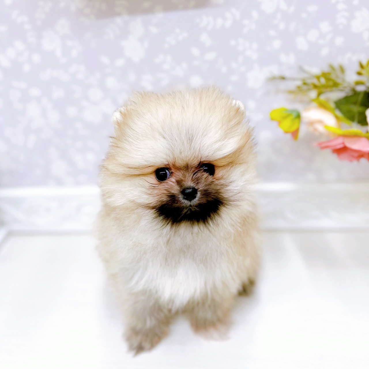 富山県のポメラニアン (犬の家＆猫の里アミーゴ山室店/2025年10月28日生まれ/女の子/ウルフセーブル)の子犬