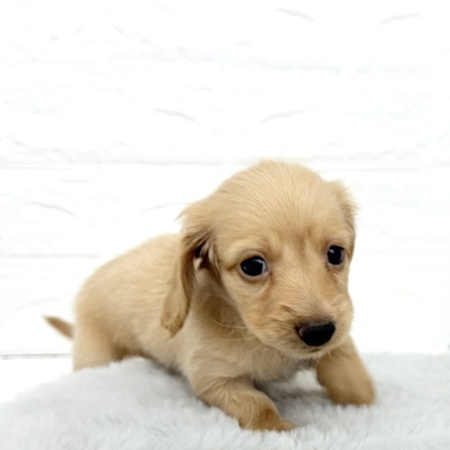 愛知県のミニチュアダックスフンド(ロング) (犬の家＆猫の里豊川インター店/2025年10月28日生まれ/男の子/イエロー)の子犬の1枚目の画像