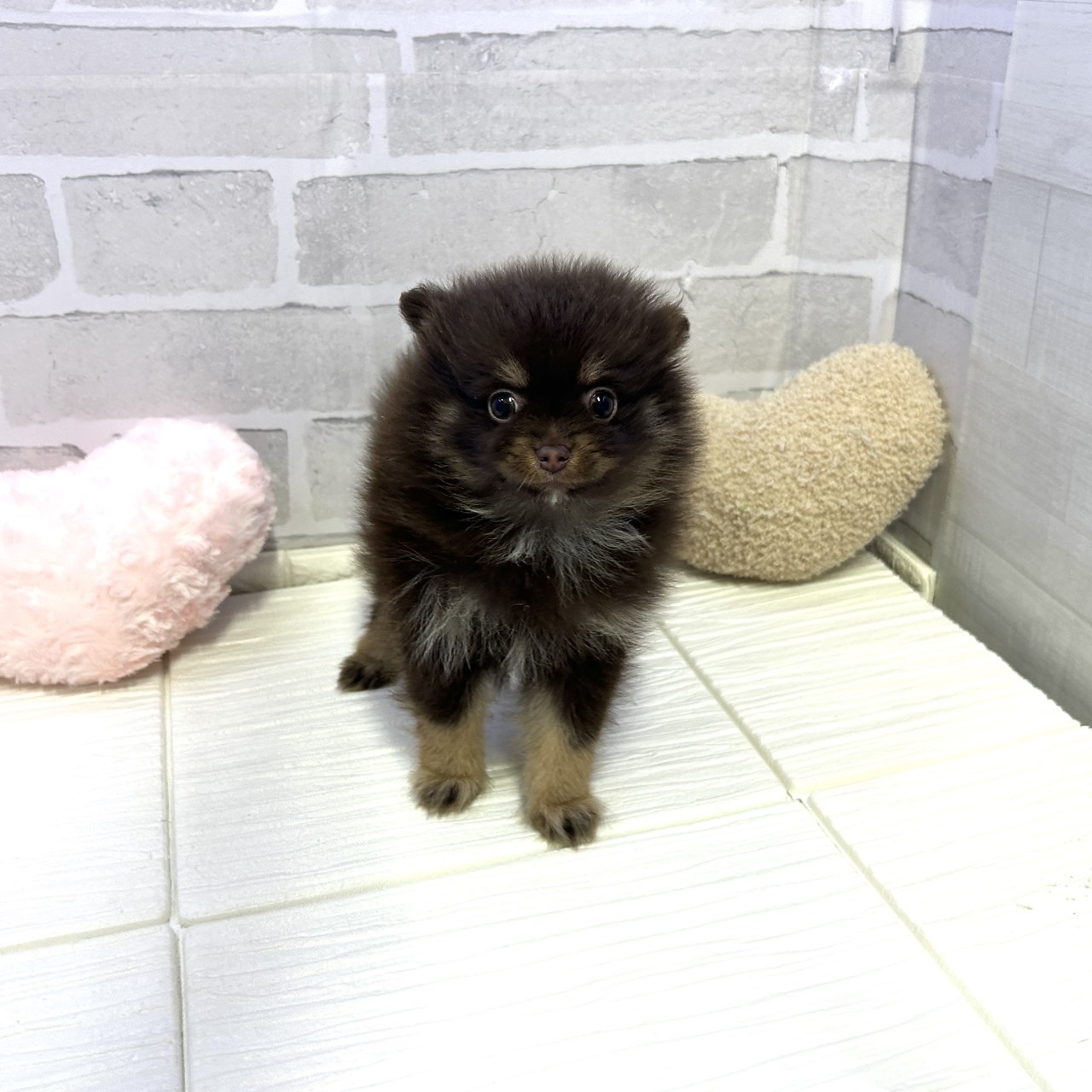 愛知県のポメラニアン (犬の家＆猫の里岡崎店/2025年10月26日生まれ/女の子/チョコレートタン)の子犬の1枚目の画像