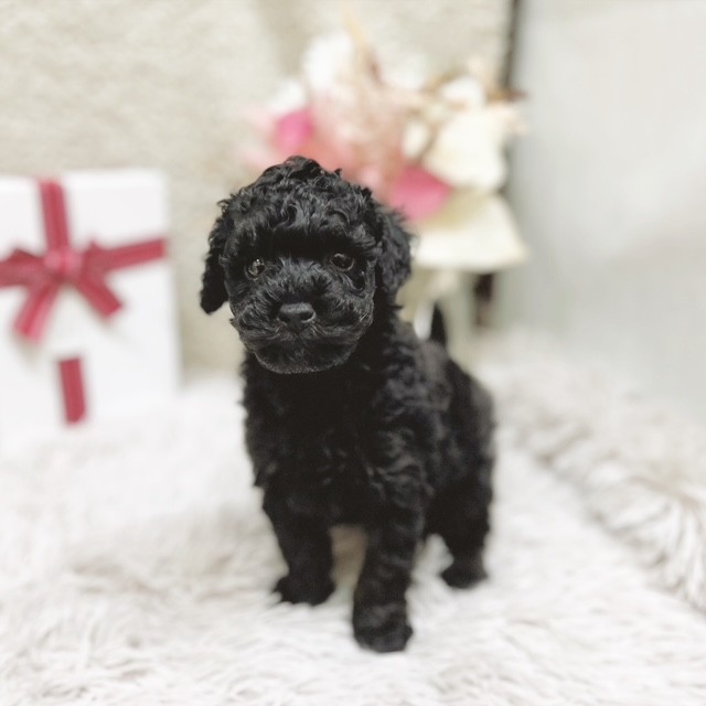 静岡県のトイプードル(トイ) (犬の家＆猫の里藤枝店/2025年10月28日生まれ/男の子/ブラック)の子犬の1枚目の画像