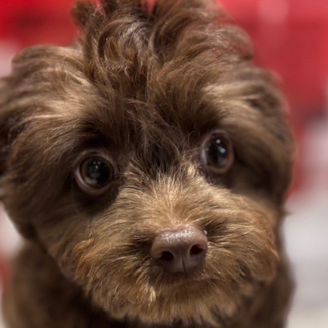 福岡県のチワプー/プーチー(チワワ×プードル) (犬の家＆猫の里トリアス久山店/2025年10月27日生まれ/男の子/ブラウン)の子犬の1枚目の画像