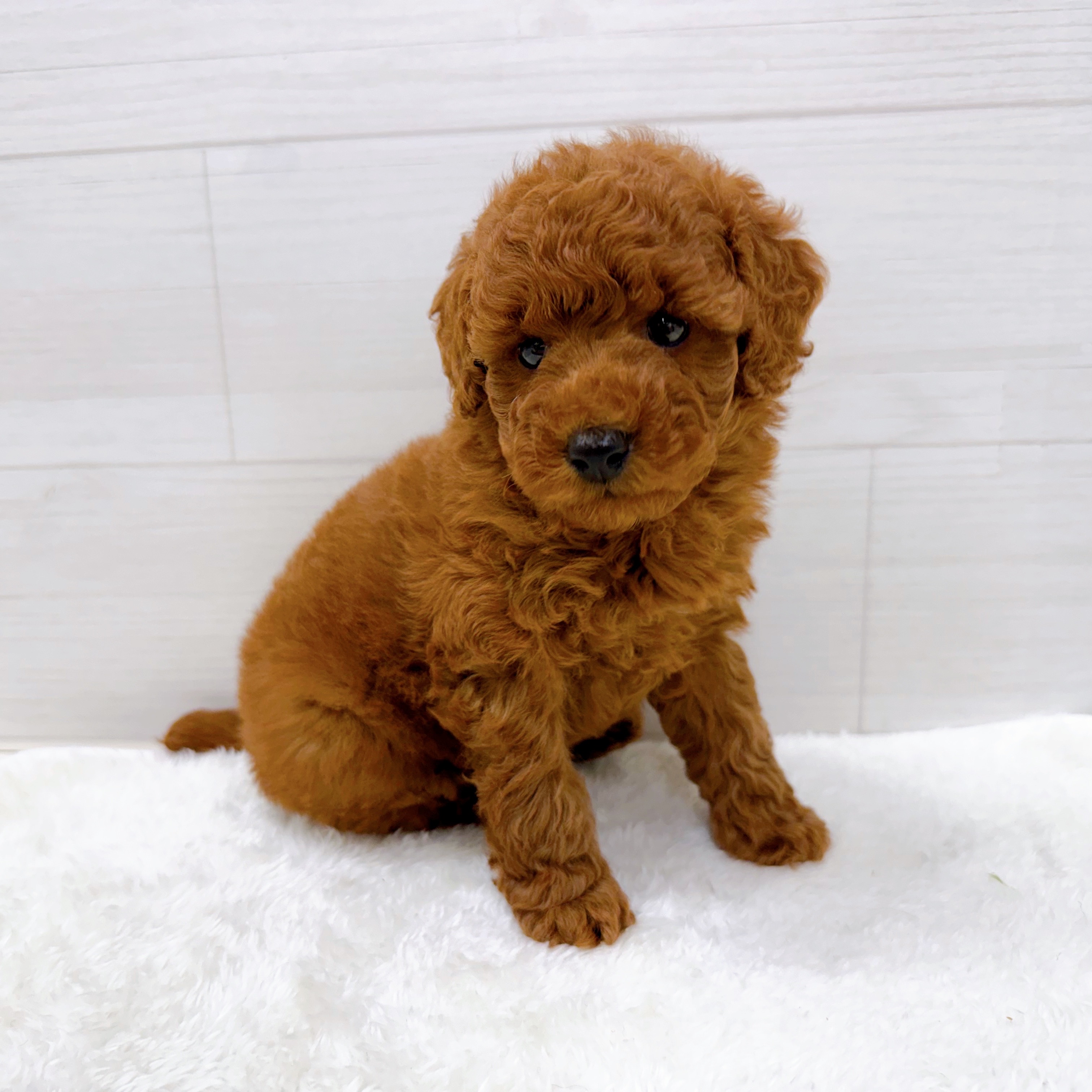 石川県のトイプードル(トイ) (犬の家＆猫の里アミーゴ金沢おこばた店/2025年10月27日生まれ/男の子/レッド)の子犬の2枚目の画像