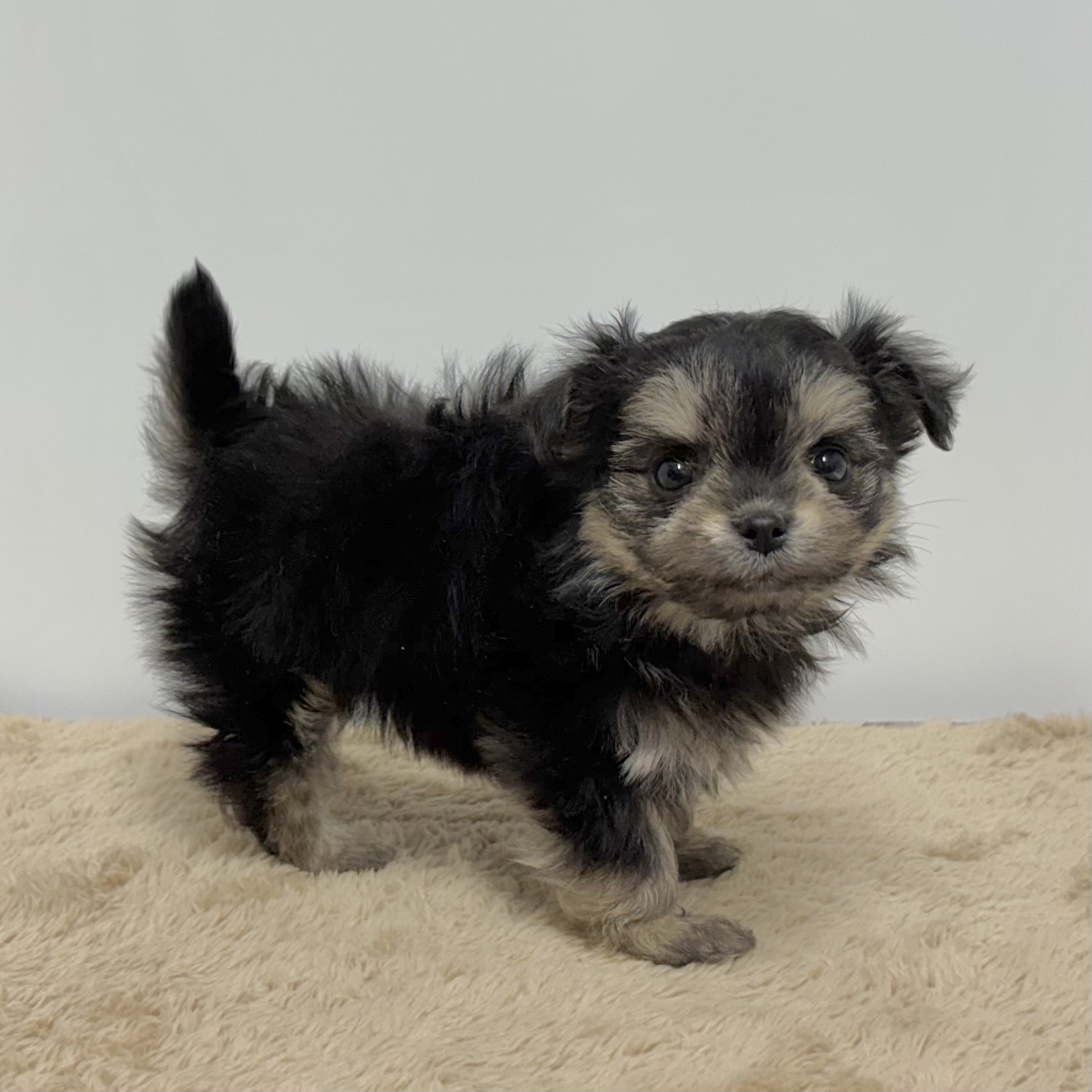 神奈川県のチワマル/マルチワ(チワワ×マルチーズ) (犬の家＆猫の里相模原店/2025年10月27日生まれ/女の子/ブラックタンホワイト)の子犬の2枚目の画像