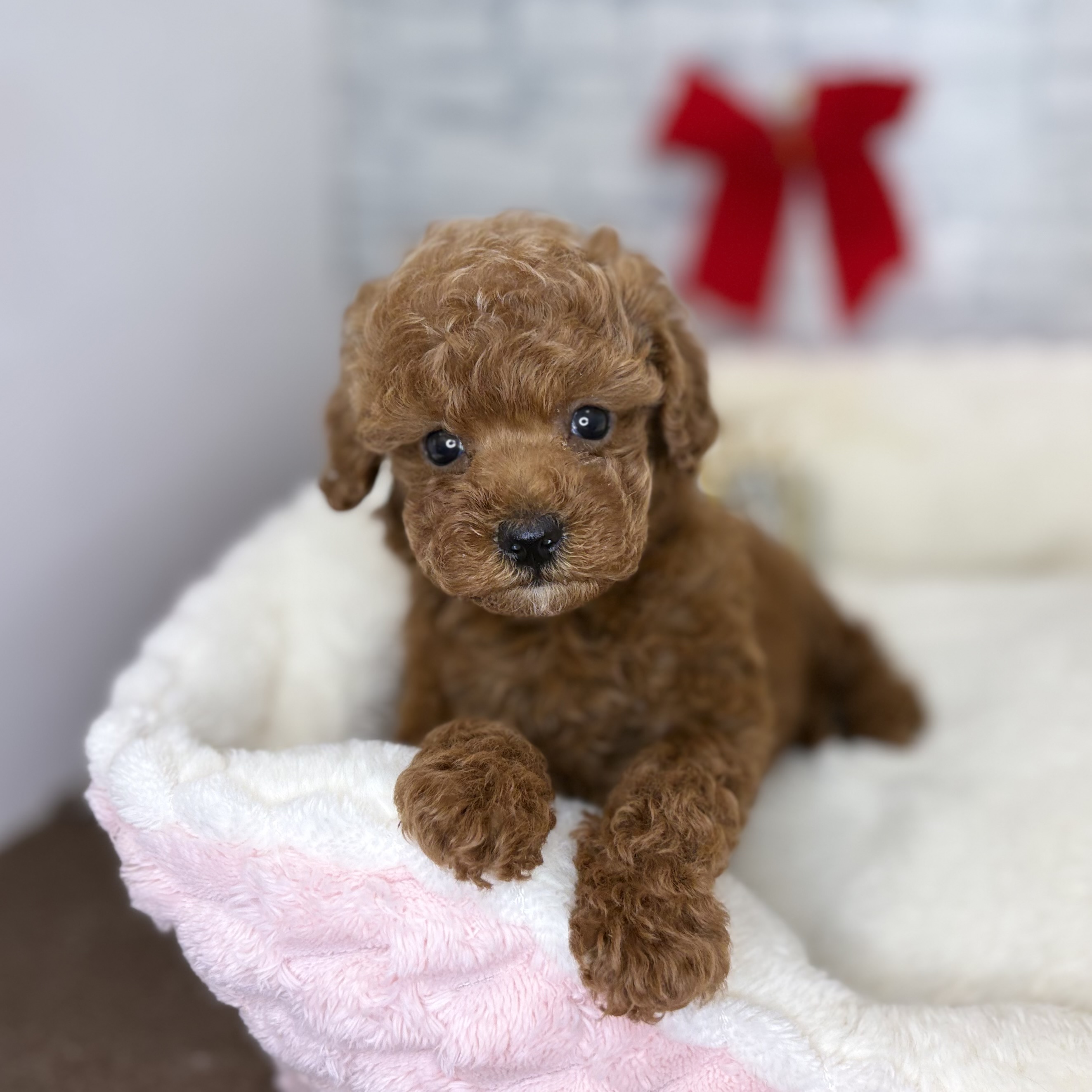 長野県のトイプードル(トイ) (犬の家＆猫の里長野店/2025年10月25日生まれ/女の子/レッド)の子犬の1枚目の画像