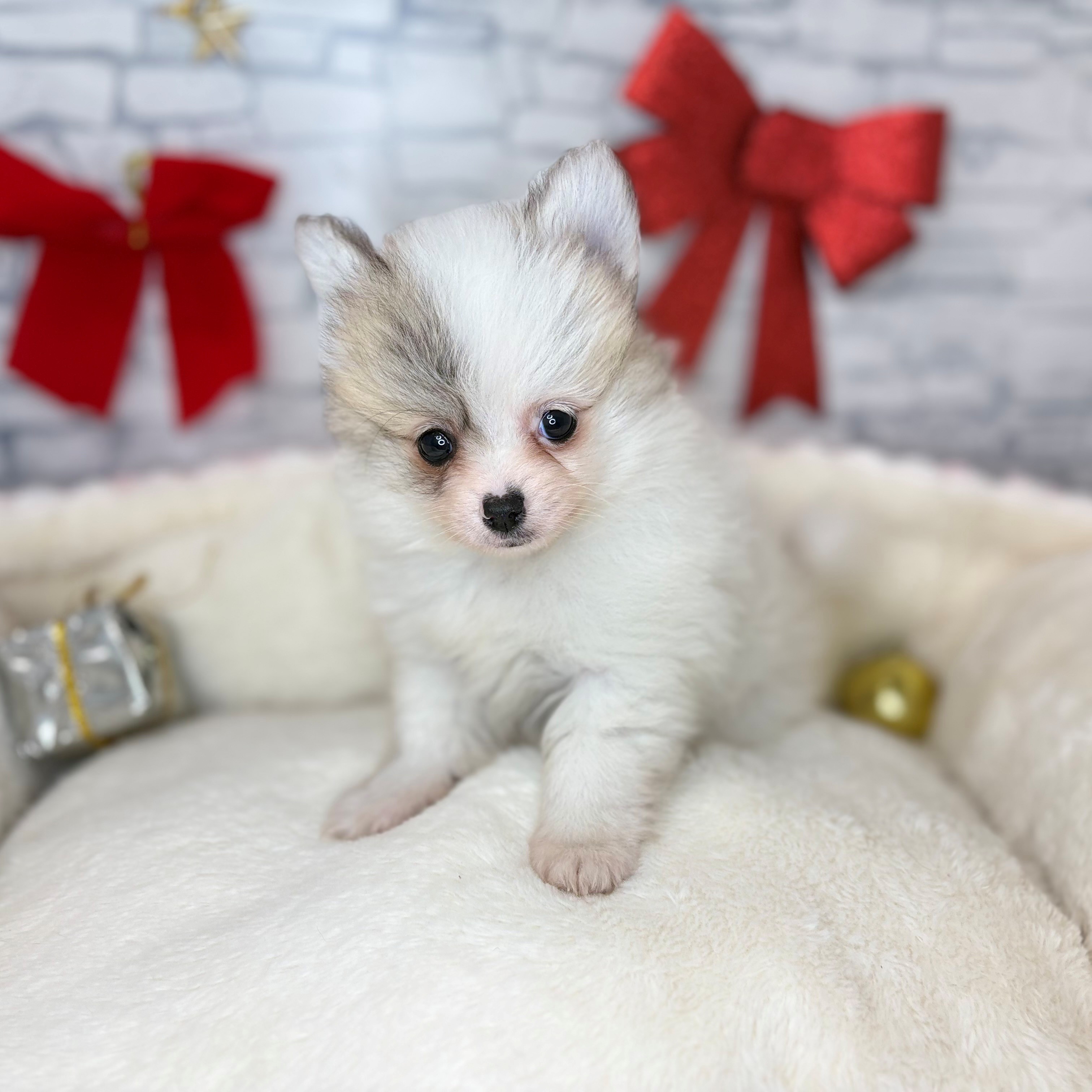 長野県のポメチワ/チワポメ/ポメチー(ポメラニアン×チワワ) (犬の家＆猫の里長野店/2025年10月28日生まれ/女の子/パーティーカラー)の子犬の1枚目の画像