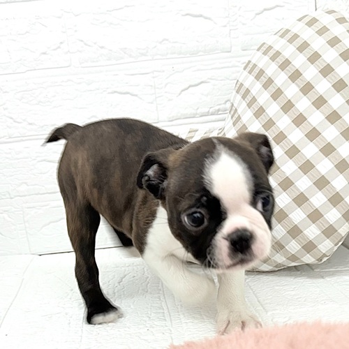 愛知県のボストンテリア (犬の家＆猫の里豊川インター店/2025年10月27日生まれ/女の子/ブリンドルホワイト)の子犬の1枚目の画像