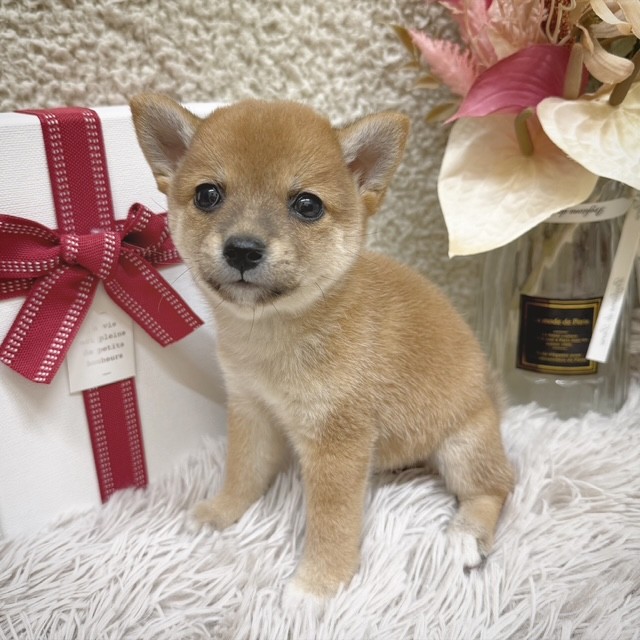 静岡県の豆柴 (犬の家＆猫の里藤枝店/2025年10月28日生まれ/女の子/赤)の子犬の2枚目の画像