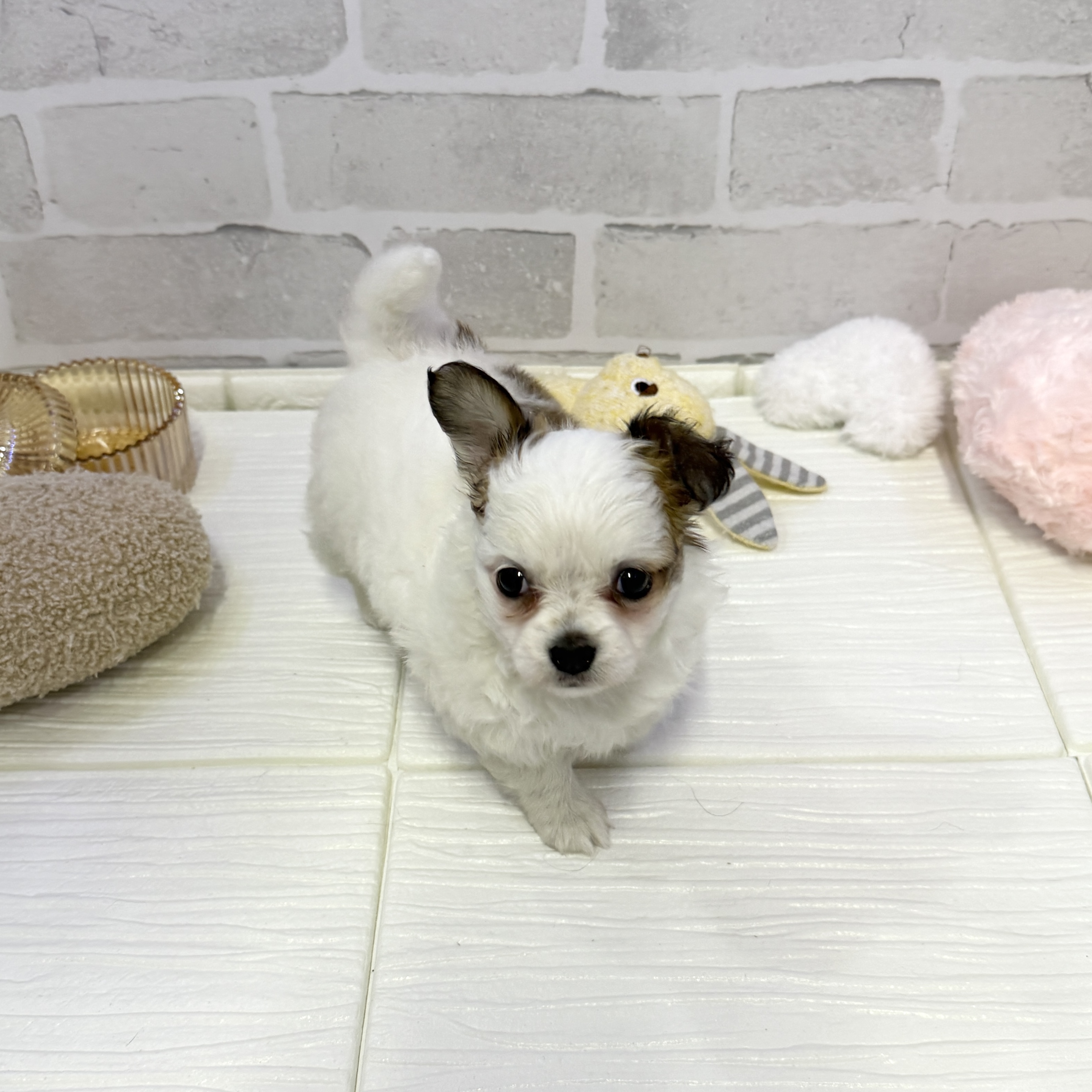 愛知県のパピチー/チワパピ(パピヨン×チワワ) (犬の家＆猫の里岡崎店/2025年10月27日生まれ/女の子/ホワイトブラウン)の子犬の2枚目の画像
